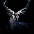 Cerf le Roi des Bois