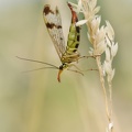 Mouche scorpion