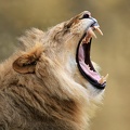 Belles dents !