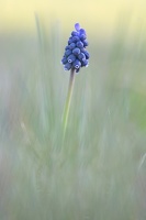 Muscari