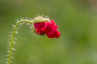 2013 06 10 coquelico 002