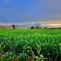 Paysage à l'aube
