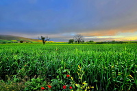 Paysage à l'aube
