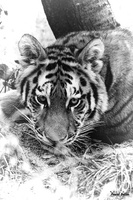 Le tigre 