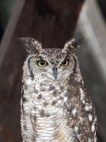 Grand Duc