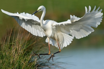 L' élégance de la grande aigrette