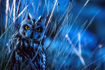 L'heure bleue
