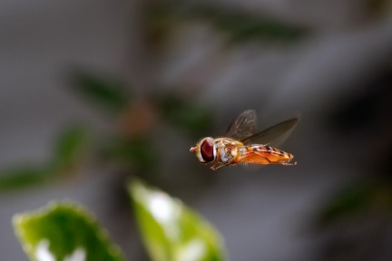 Bzzz