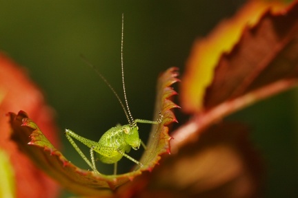 Verte