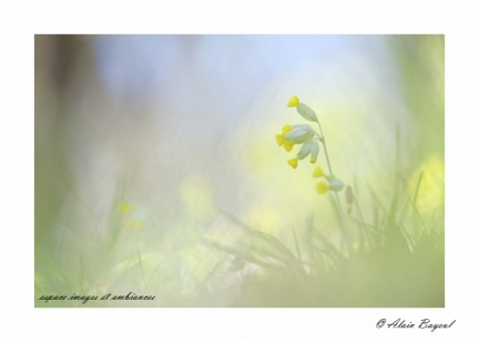 Coucou, le printemps arrive.