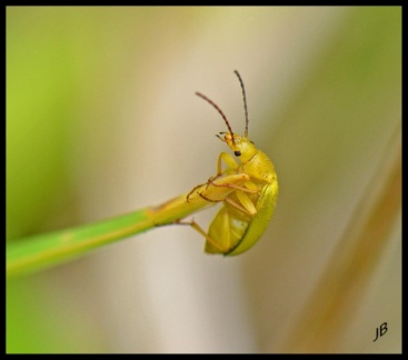 Coleoptère jaune