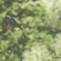 004A5816-Faucon crécerelle (Falco tinnunculus) en vol avec proie