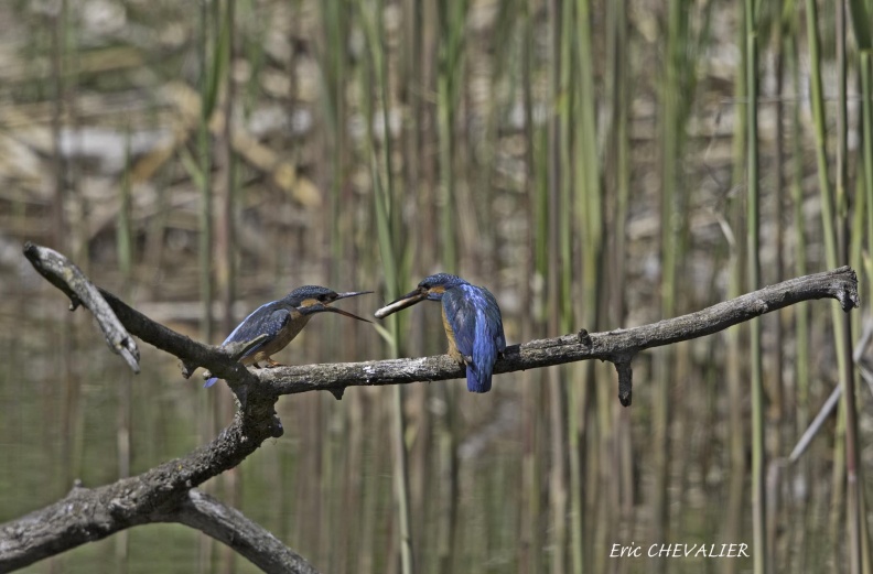 779A0026-Martin-pêcheur (Alcedo atthis) (Offrande).jpg