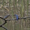 779A0026-Martin-pêcheur (Alcedo atthis) (Offrande)