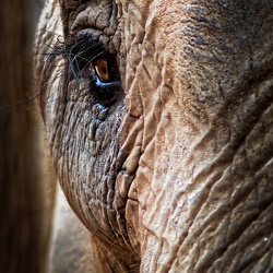Best'Of - Animaux