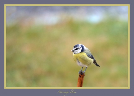 Mésange bleue