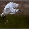 Aigrette garzette