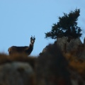isard