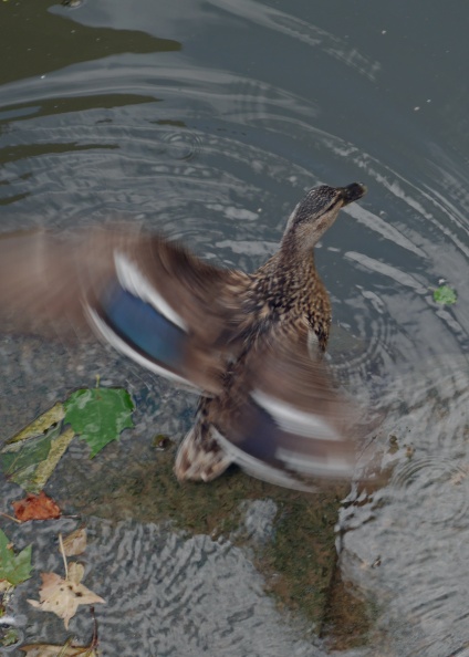 Canard_Grand canal.jpg