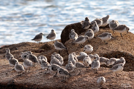 Bécasseaux sanderling