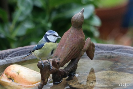 Mésange bleue