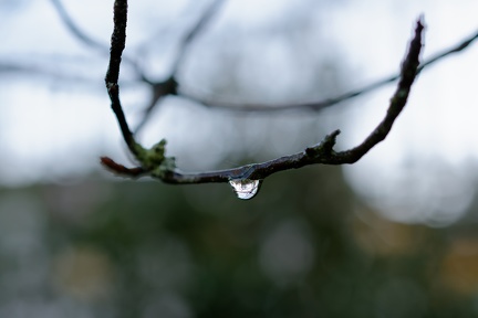 une goutte d'eau, suspendue à sa branche,pour figer le temps !