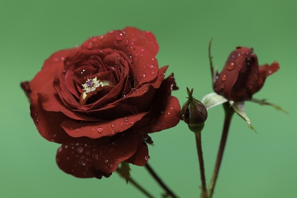 Offrez une bague dans une rose !