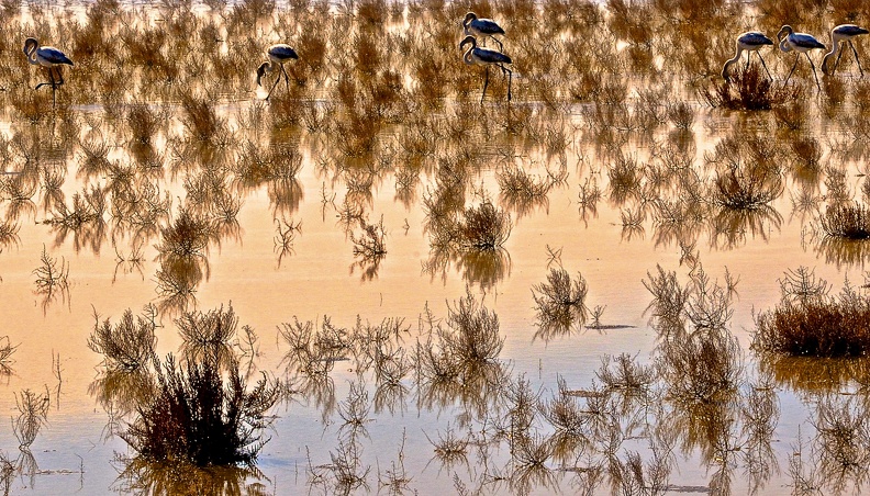 Flamants 2.jpeg