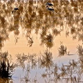 Flamants de Camargue