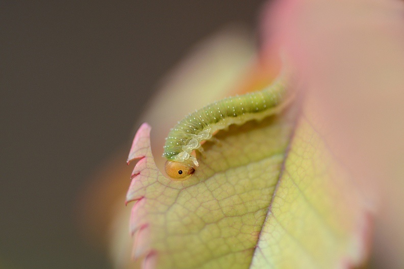 Allantus sp. (larve) 3 - Copie.JPG