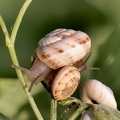 Theba Pisana