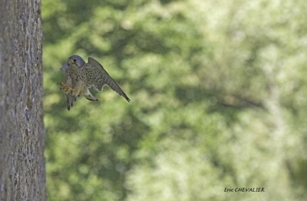 004A5816-Faucon crécerelle (Falco tinnunculus) en vol avec proie