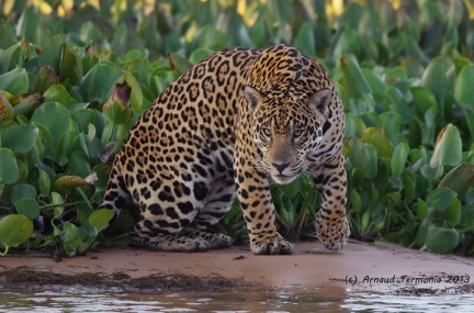 Pantanal, le Jaguar