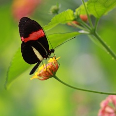 papillon-exotique-2011.4
