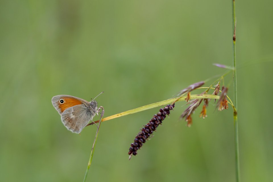Biodiversité