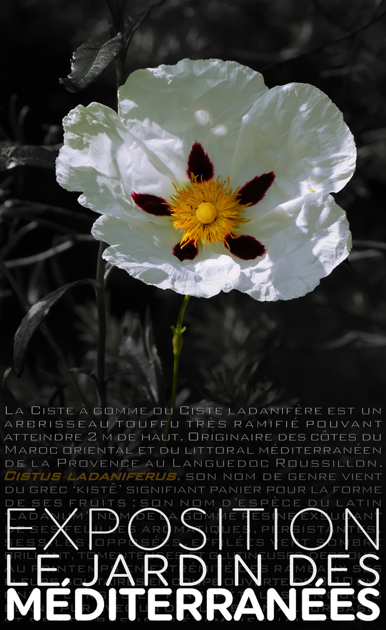 Jardins coralliens d'Indonésie : curiosités et merveilles