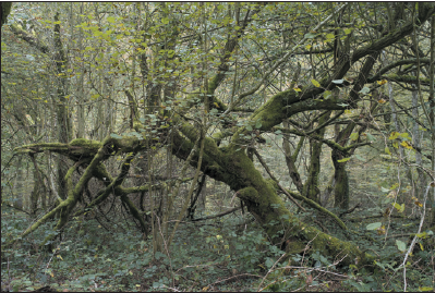 Défi 422 – Les arbres, en forêt ou en ville