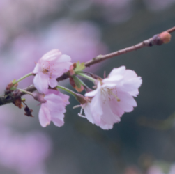 Défi CI430 : c’est le printemps !