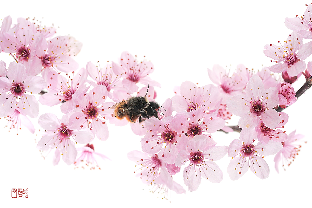 Les abeilles du monde