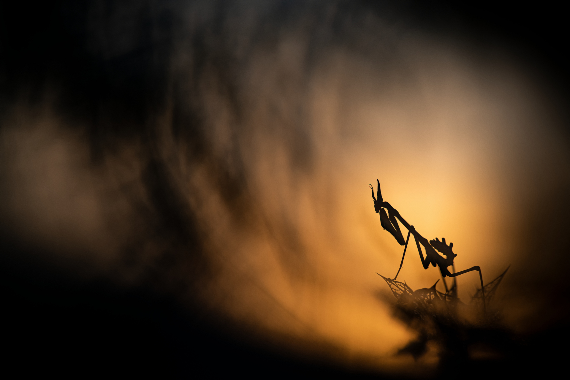 Mantodea