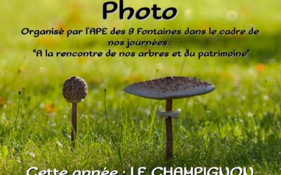 Le champignon dans tous ses états