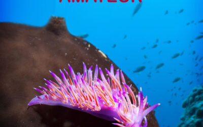 27e Salon international de la plongée sous-marine