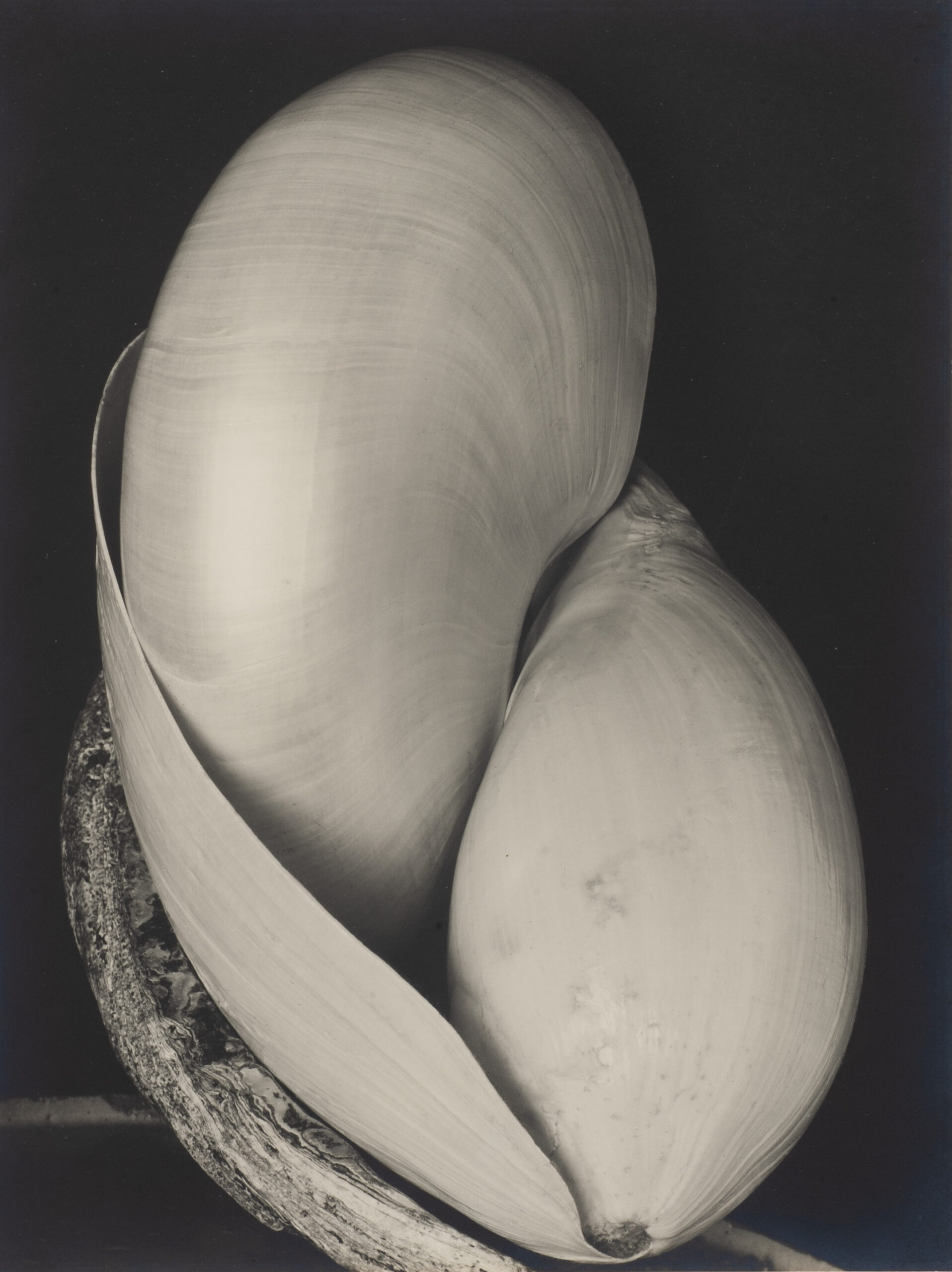 Edward Weston - Modernité révélée
